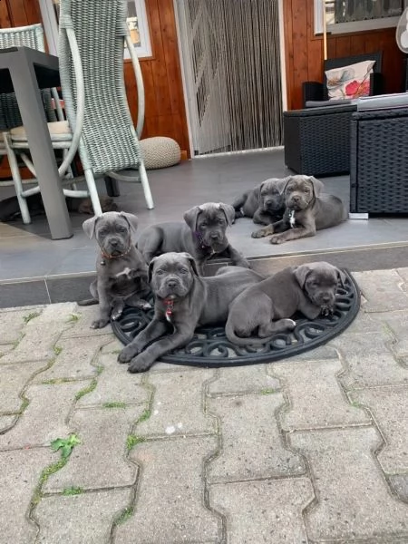 cane corso colore  blu  con pedigree | Foto 0