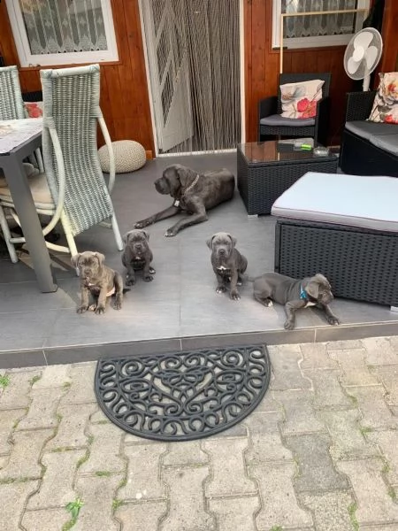 cane corso colore  blu  con pedigree