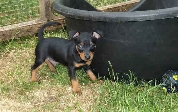 simpatico cucciolo di pinscher di razza pura | Foto 1