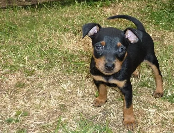 simpatico cucciolo di pinscher di razza pura | Foto 0
