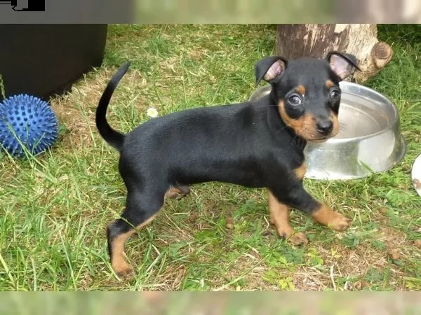 simpatico cucciolo di pinscher di razza pura