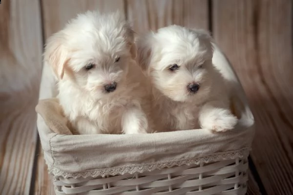 cuccioli di 12 settimane coton de tulear | Foto 5