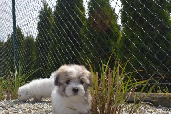 cuccioli di 12 settimane coton de tulear | Foto 4