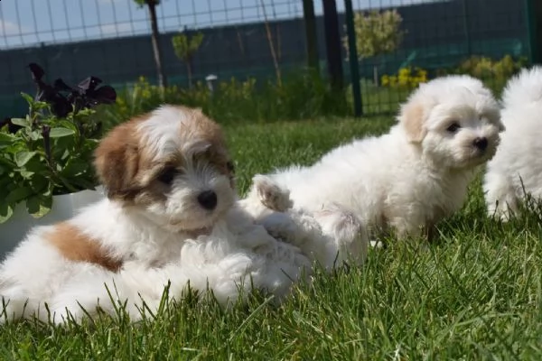 cuccioli di 12 settimane coton de tulear | Foto 3