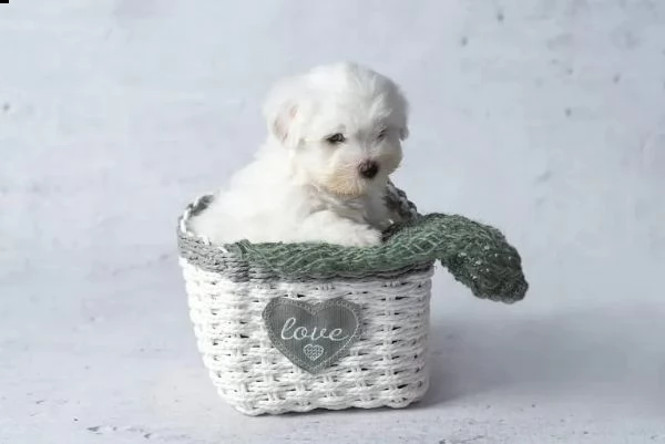 cuccioli di 12 settimane coton de tulear | Foto 2