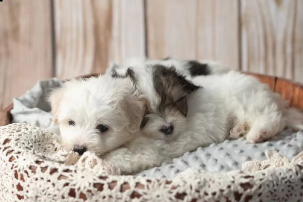 cuccioli di 12 settimane coton de tulear | Foto 1