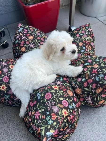 cuccioli di 12 settimane coton de tulear
