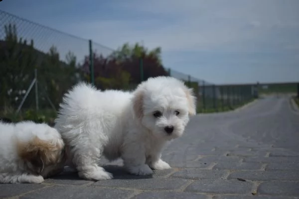 cuccioli di 12 settimane coton de tulear | Foto 0
