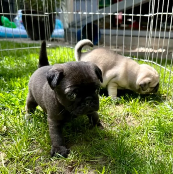 disponibili cuccioli carlino | Foto 2