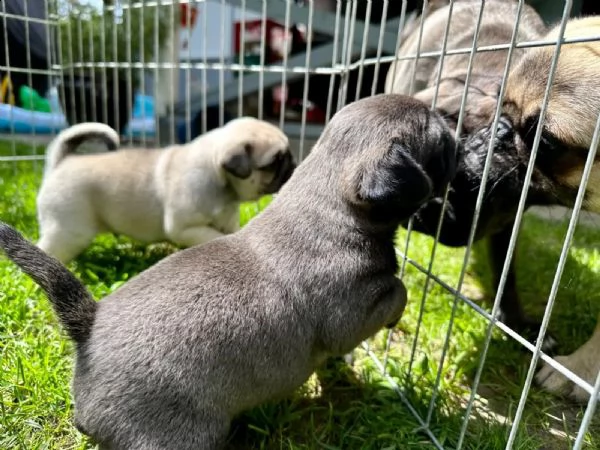 disponibili cuccioli carlino | Foto 1