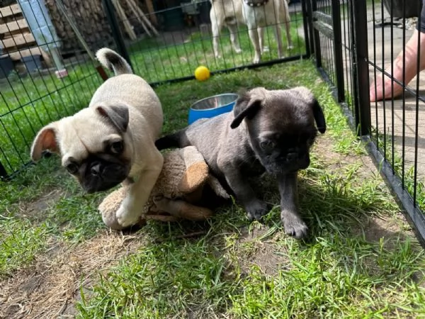 disponibili cuccioli carlino | Foto 0