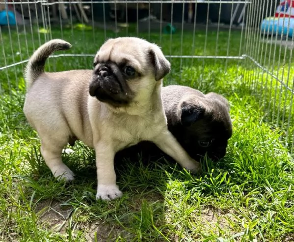 disponibili cuccioli carlino