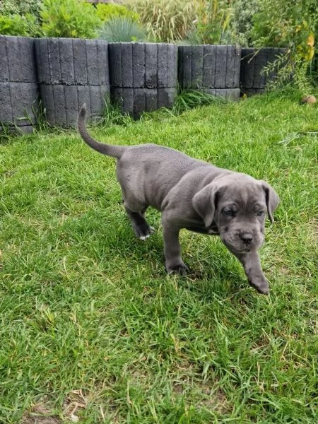 fantastici cuccioli di cane corso per natale