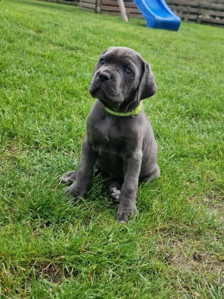 fantastici cuccioli di cane corso per natale | Foto 1