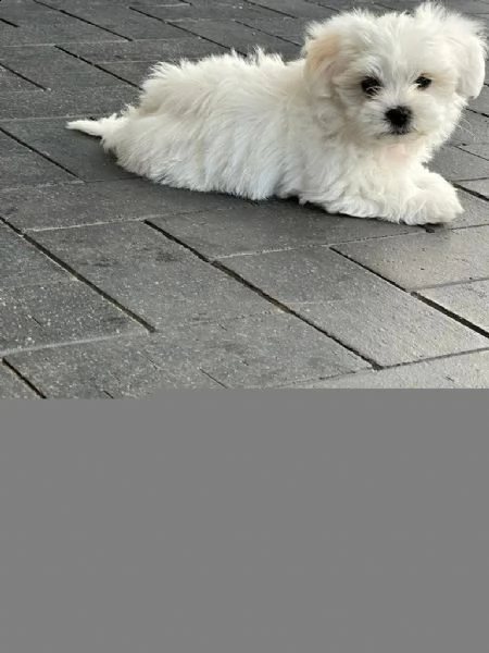 piccoli maschi e femmine giocattolo maltese