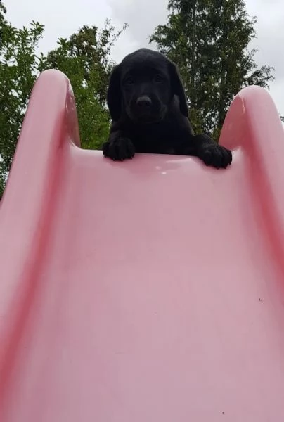 dolcissimi cuccioli di labrador | Foto 2