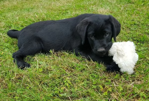 dolcissimi cuccioli di labrador