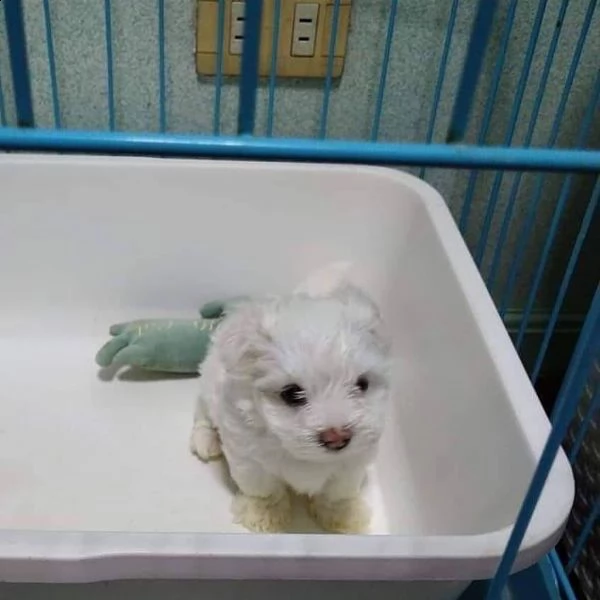 cuccioli di razza maltese  | Foto 1