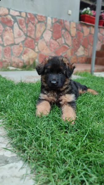 pastore tedesco cuccioli | Foto 5
