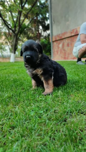 pastore tedesco cuccioli | Foto 4