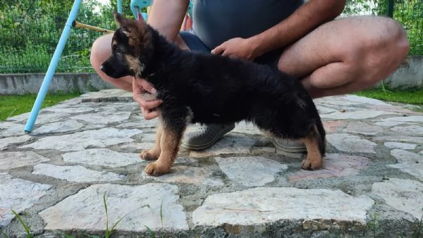 pastore tedesco cuccioli | Foto 2
