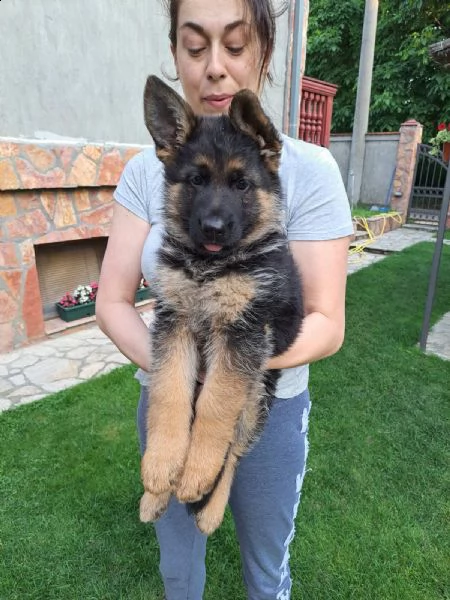 pastore tedesco cuccioli | Foto 1