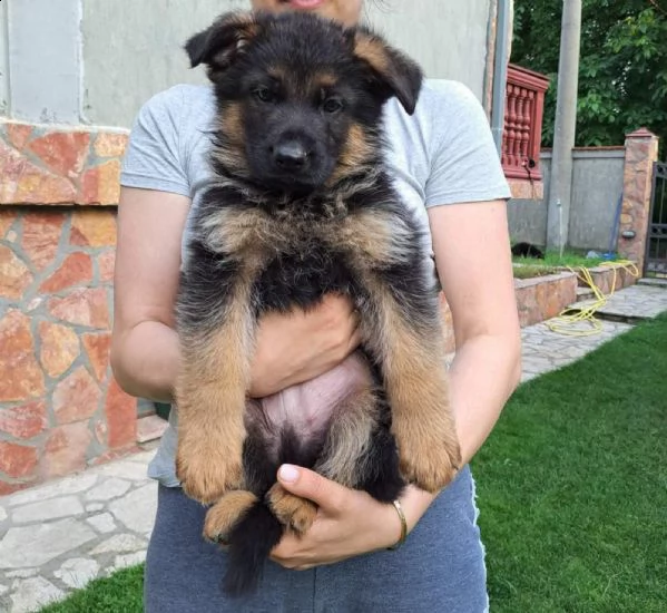 pastore tedesco cuccioli | Foto 0