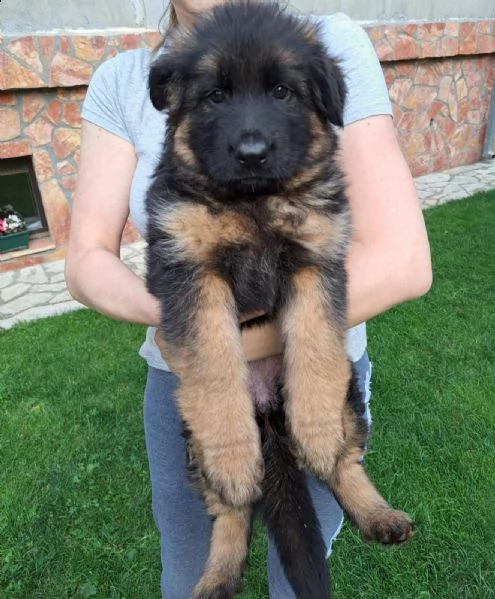 pastore tedesco cuccioli