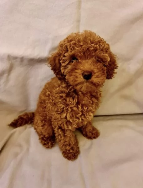 cuccioli di barboncino | Foto 0