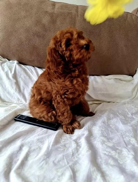 cuccioli di barboncino