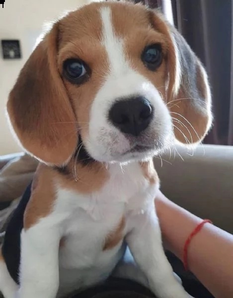 regalo beagle disponibile….
