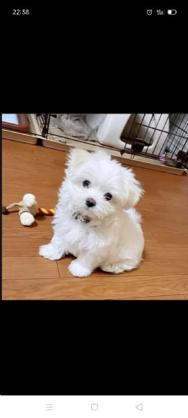 regalo maltese toy disponibile….