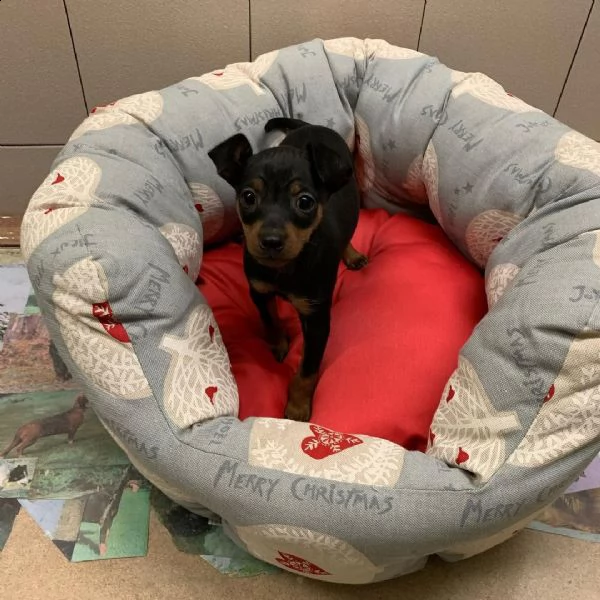 regalo cuccioli di pinscher … | Foto 0