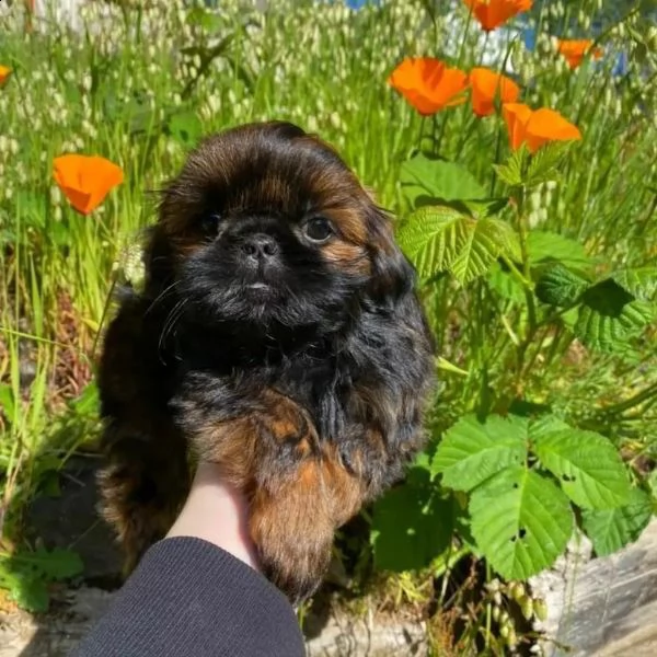 regalo shih-tzu  toy | Foto 0