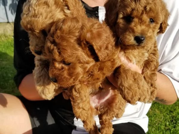 cuccioli barboncino taglia piccola | Foto 1