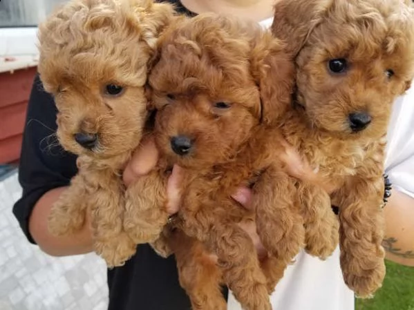 cuccioli barboncino taglia piccola | Foto 0