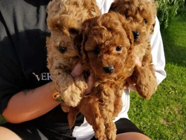 cuccioli barboncino taglia piccola