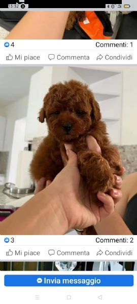 regalo barboncino..... toy e nano
