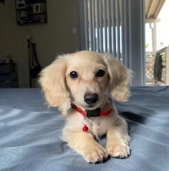  regalo bassotto nano