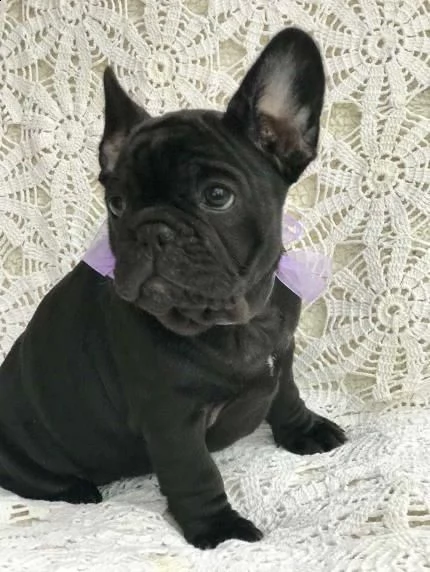  regalo bulldog francese