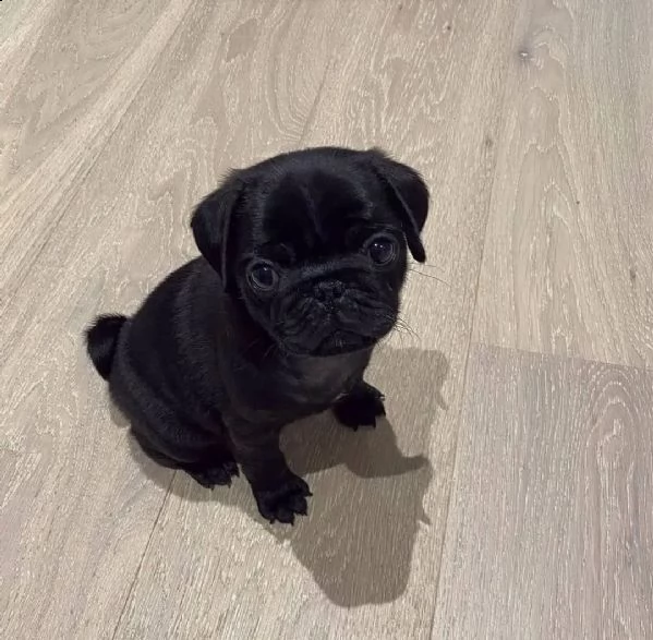  regalo cuccioli di carlino