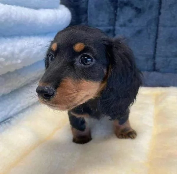 regalo cuccioli di bassotto disponibili