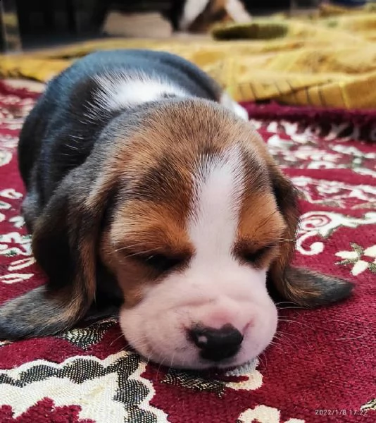  regalo cuccioli di beagle | Foto 0