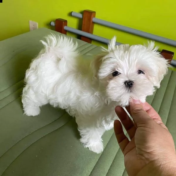   regalo maltese 