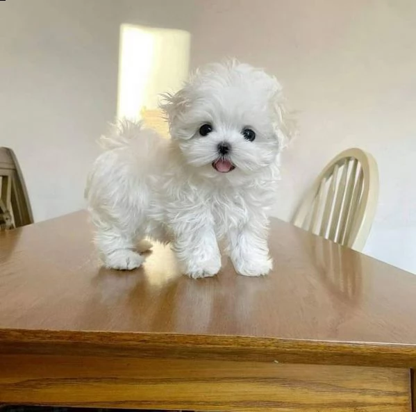 regalo maltese toy disponibile | Foto 0