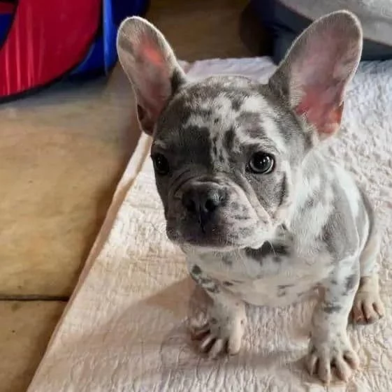 regalo bulldog framcese | Foto 0