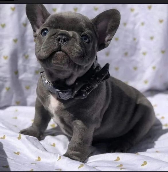 regalo bulldog framcese