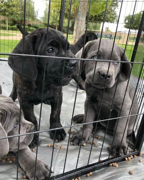 cuccioli in vendita, cuccioli di cane corso per reinserimento. | Foto 4