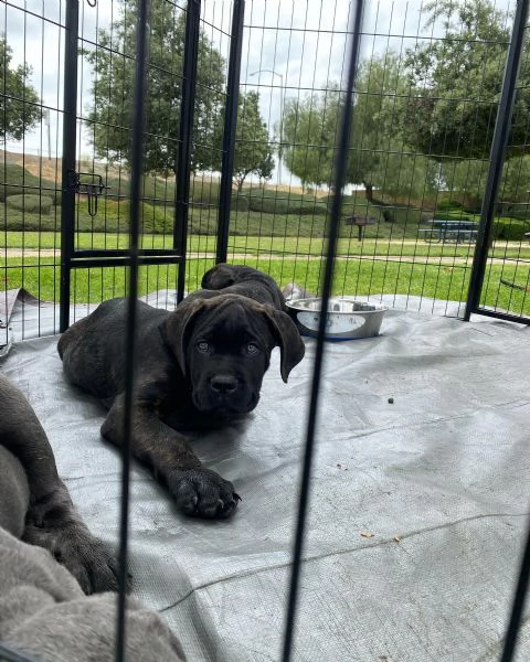 cuccioli in vendita, cuccioli di cane corso per reinserimento. | Foto 3