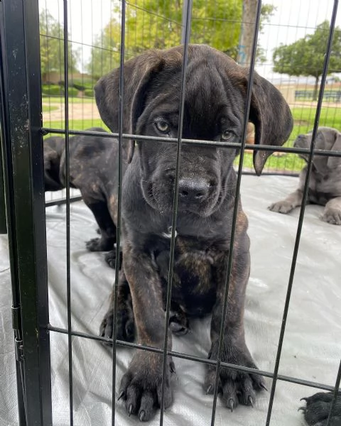 cuccioli in vendita, cuccioli di cane corso per reinserimento. | Foto 2